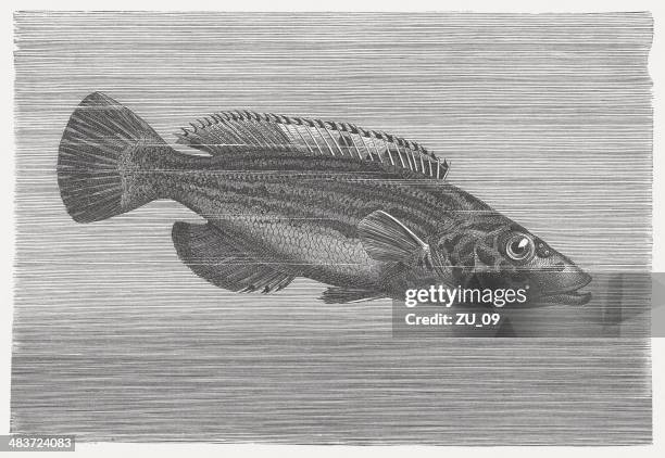 cuckoo wrasse (labrus mixtus), wood engraving, published in 1884 - cuckoo wrasse stock illustrations