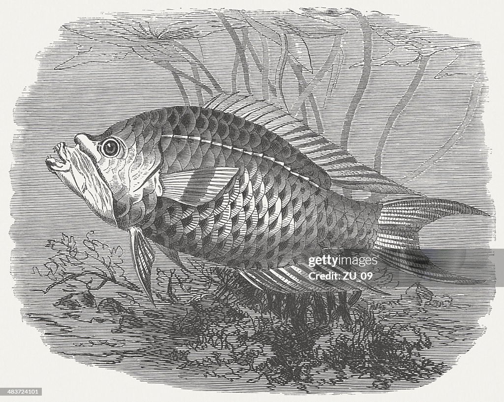 Sling-jaw wrasse (Epibulus insidiator), wood engraving, published in 1884
