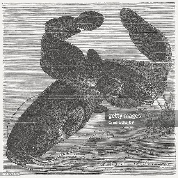 burbot and wels catfish, wood engraving, published in 1884 - silurus glanis stock illustrations