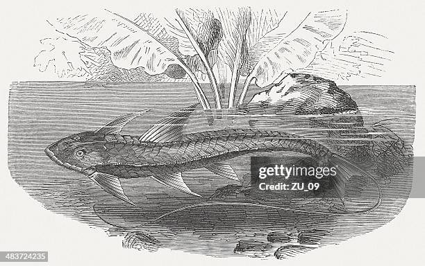 sucker fish (hypostomus plecostomus), wood engraving, published in 1884 - loricariidae stock illustrations