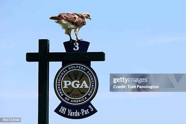 An osprey sits on the tee sign at the third hole during a practice round prior to the 2015 PGA Championship at Whistling Straits on August 12, 2015...