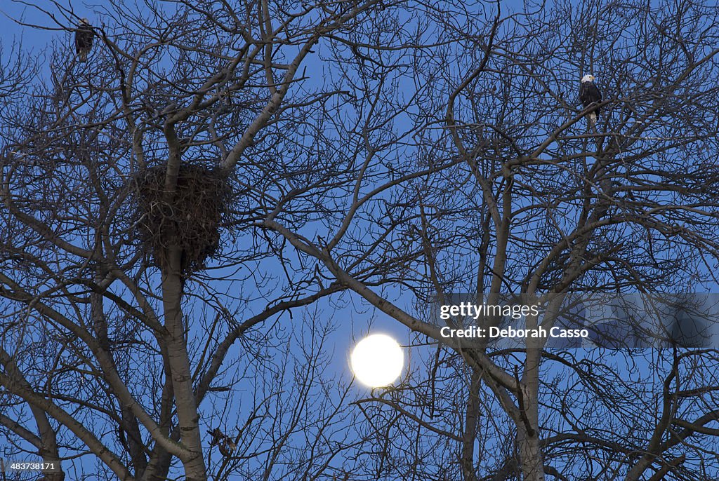 Bald eagle nest and full moon.