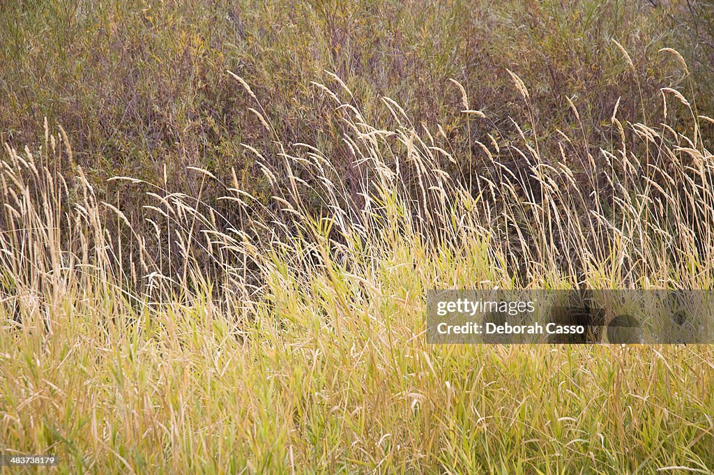 Fall grasses in Yakima River Canyon, Washington.