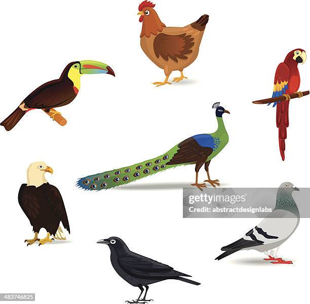 birds - giant hummingbird stock illustrations