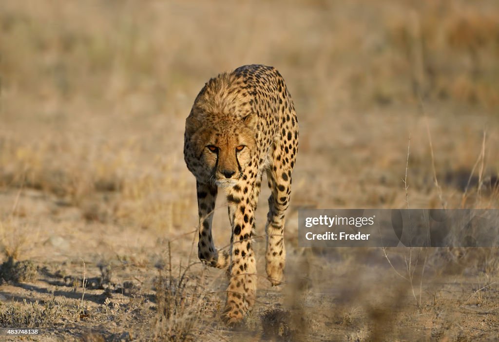 Running cheetah in namibia