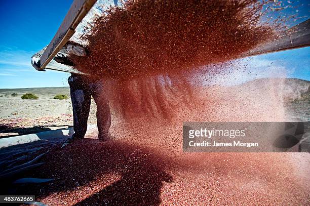 one man sieving quinoa on the bolivian altiplano - quinoa stock-fotos und bilder