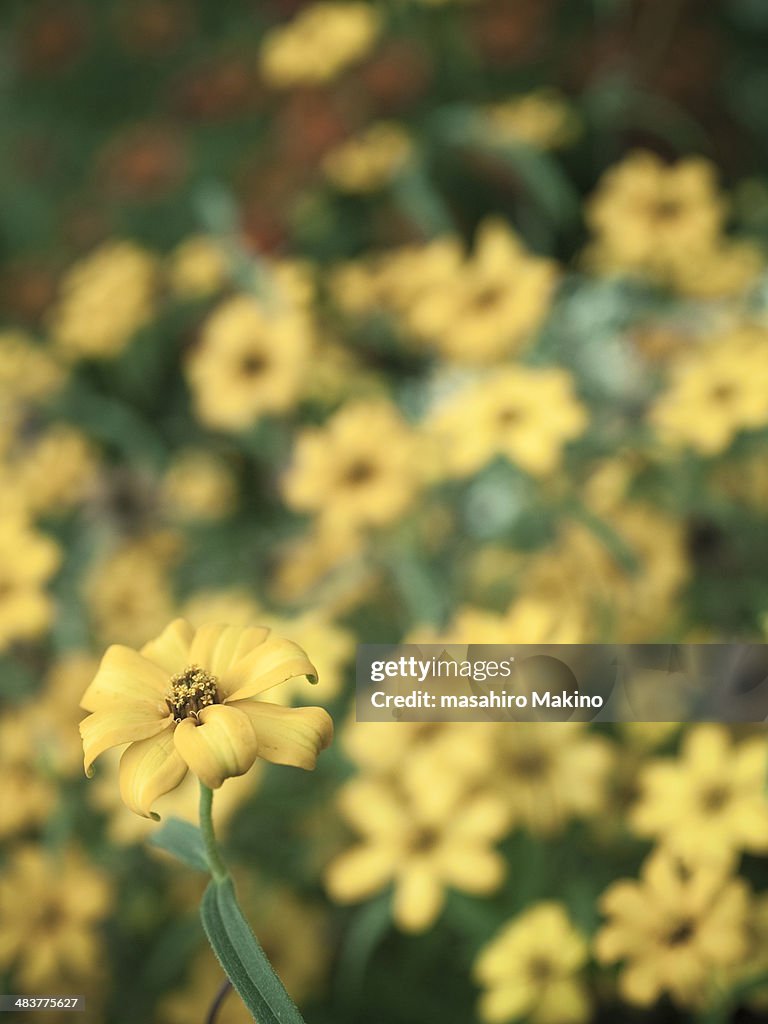 Jerusalem artichoke Flowers
