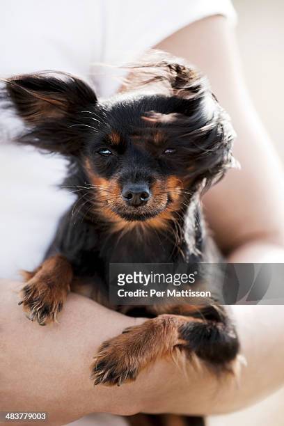 small dog being carried on owners arm - per mattisson stock-fotos und bilder