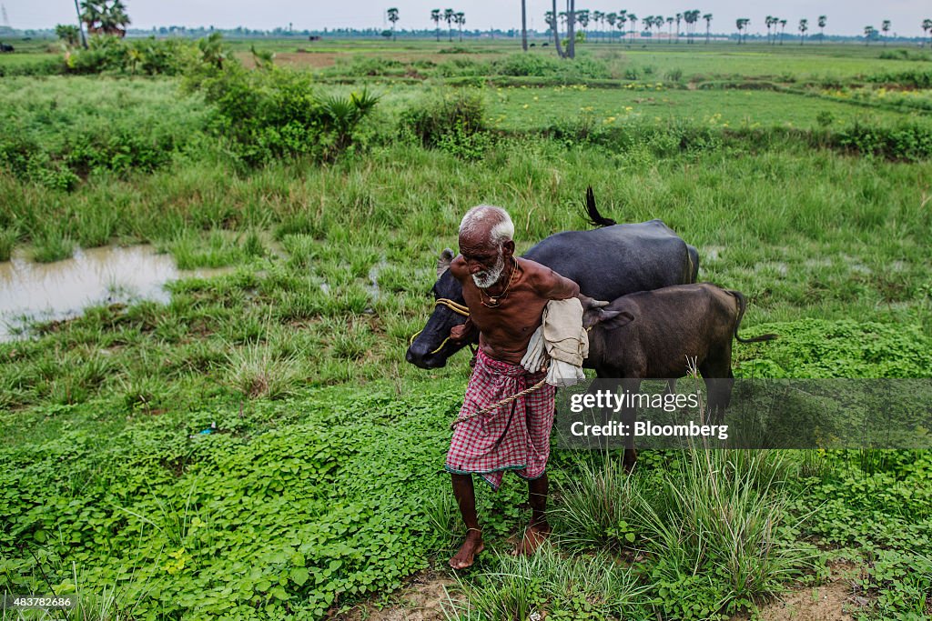 Solar Rooftop Panels and Microgrids in Rural India
