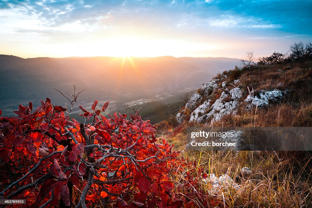 Roten Herbst Bush bei Sonnenuntergang