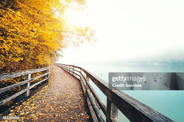 autumn path along the lake - beautiful autumn stock pictures, royalty-free photos & images