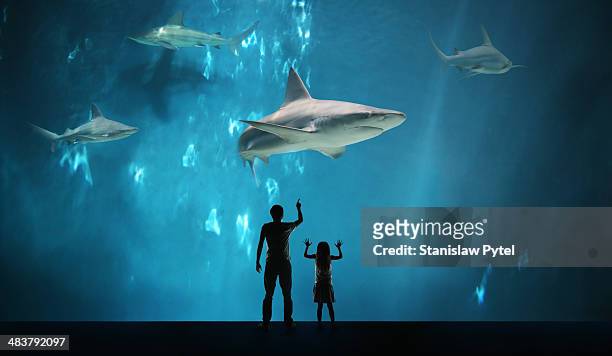 father with daughter watching sharks in aquarium - neugierde stock-fotos und bilder