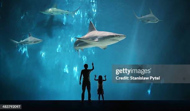 father with daughter watching sharks in aquarium - people at aquarium stock pictures, royalty-free photos & images