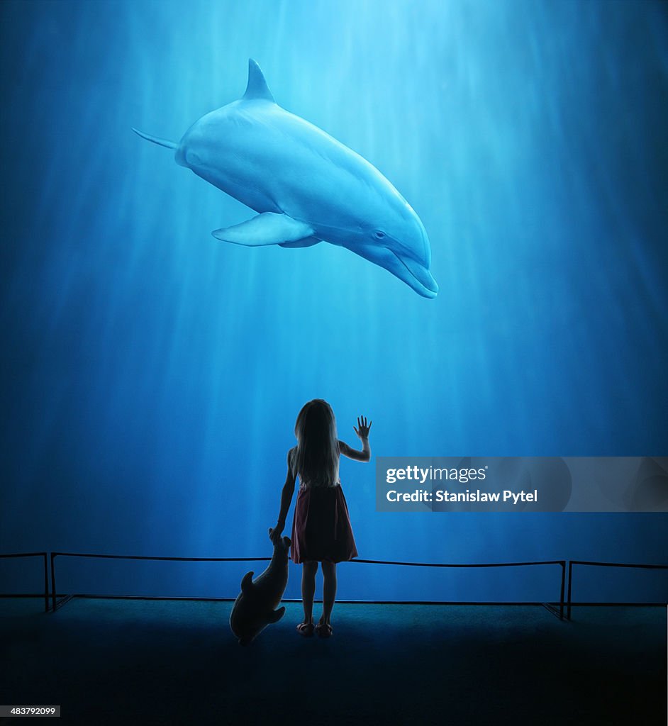 Girl in aquarium looking at dolphin