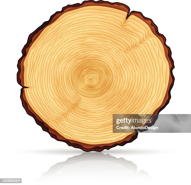 ilustrações de stock, clip art, desenhos animados e ícones de secção transversal de madeira - tronco de árvore