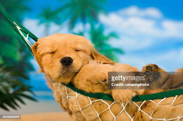 cucciolo cagnolino in amaca con sfondo tropicale - carino foto e immagini stock