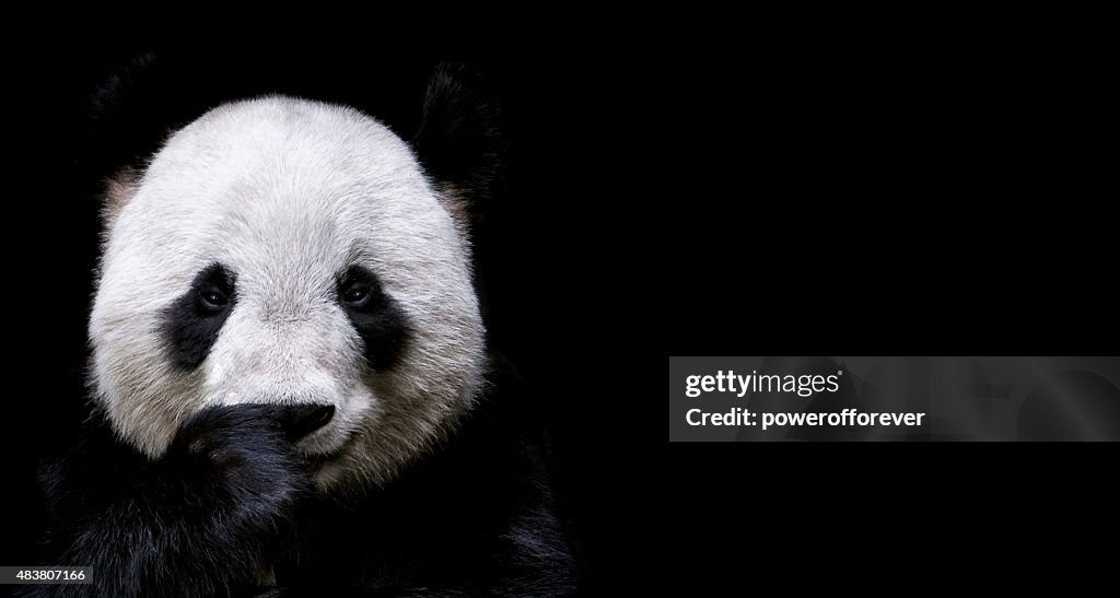 Giant Panda