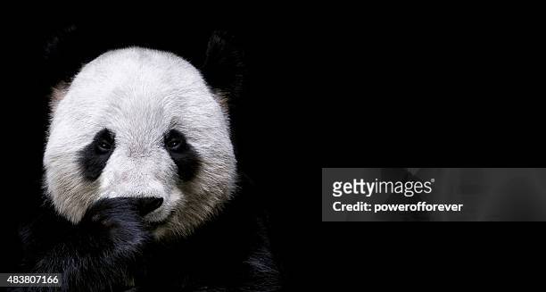 giant panda - endangered species stock pictures, royalty-free photos & images