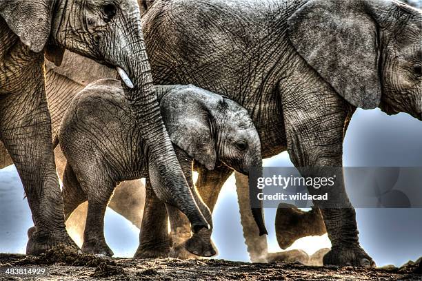 elephant protects their young - baby elephant stock pictures, royalty-free photos & images