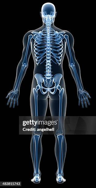 x-ray cuerpo humano de un hombre con el esqueleto durante el estudio - cuerpo humano posicion anatomica fotografías e imágenes de stock