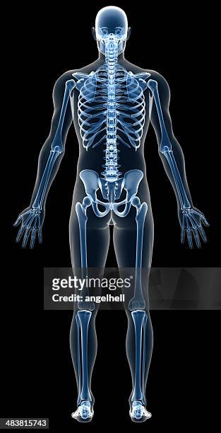 x -ray 人間の体をスケルトンの男性、研究 - the human body ストックフォトと画像