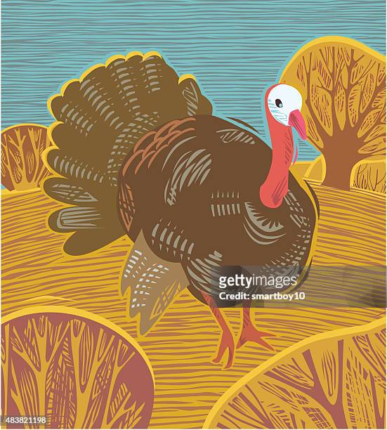 thanksgiving turkey - hawthorn,_victoria stock illustrations