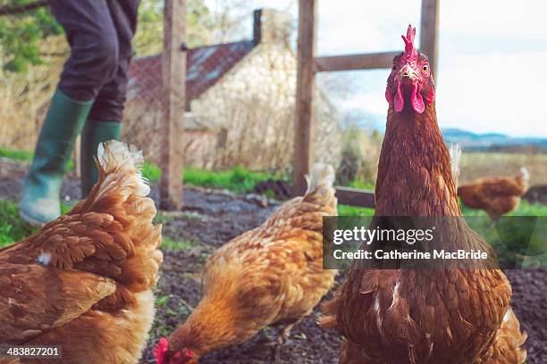 chooks - catherine macbride stock-fotos und bilder