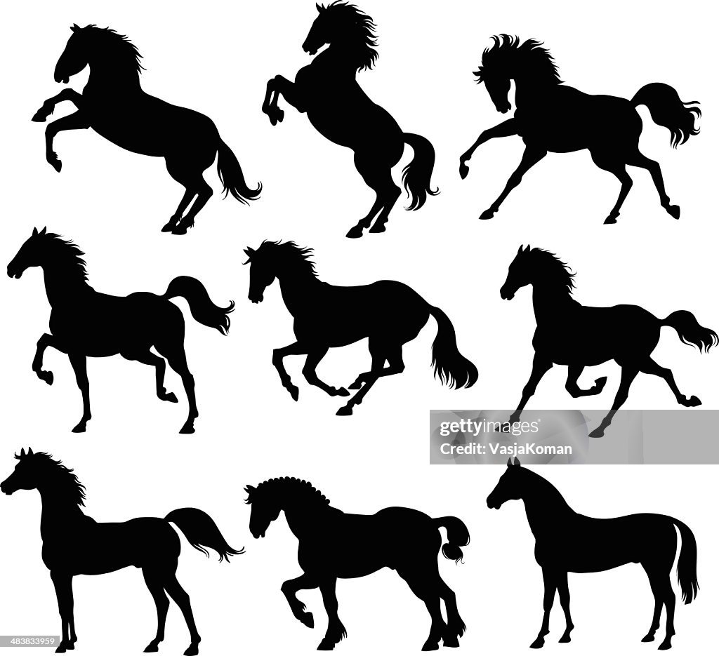 Silhouette di cavalli