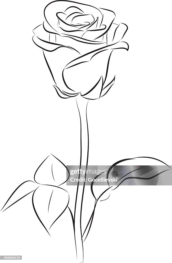 Line Drawing Rose Bitmap Image Rose Line Art High-Res Vector Graphic - Getty Images