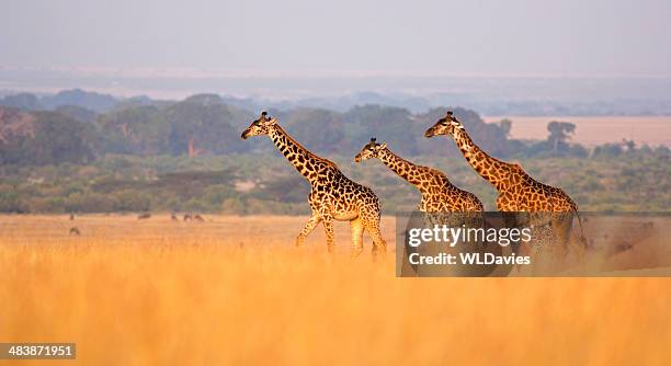 giraffe in savannah - kenya stock-fotos und bilder