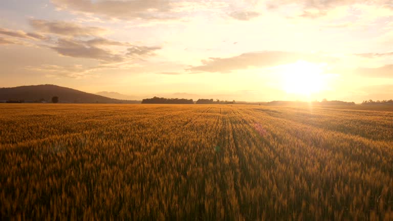 https://media.gettyimages.com/id/483873821/video/flight-over-the-wheat-field-at-sunrise.jpg?b=1&s=640x640&k=20&c=iPITm4dZeefY6yftWAgHuY6WxQSudNMMOIkgm6YBJFk=