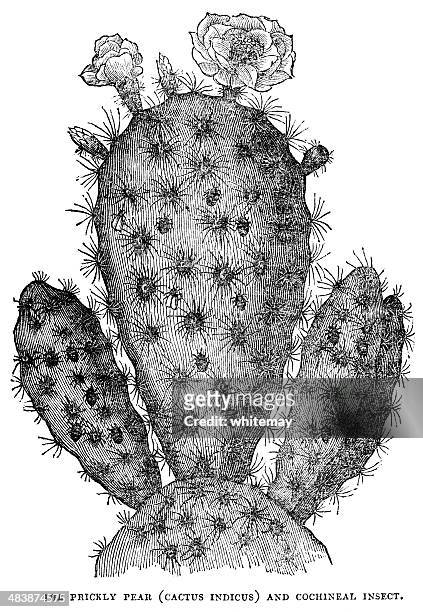 ilustraciones, imágenes clip art, dibujos animados e iconos de stock de cactus figuera de moro (indicus) con cochineal insectos (1.833 grabado en madera - cactus cholla