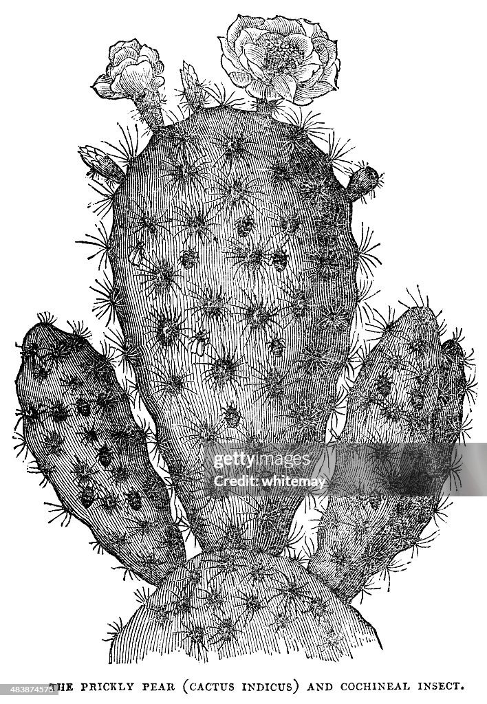 Prickly pear (cactus indicus) with cochineal insects (1833 woodcut)