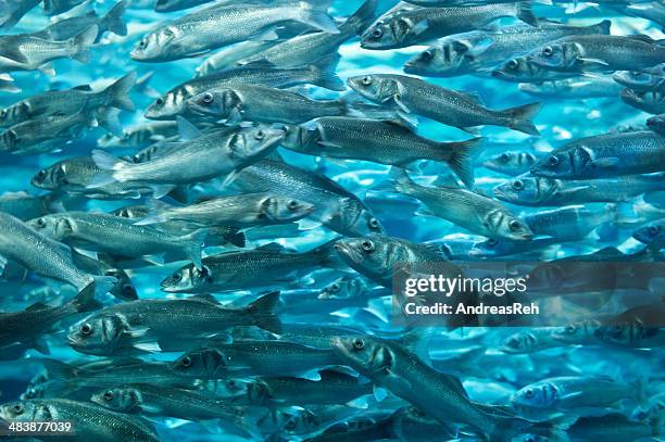 shoal of lubina (spanish seabass) - school of bass fish stock pictures, royalty-free photos & images