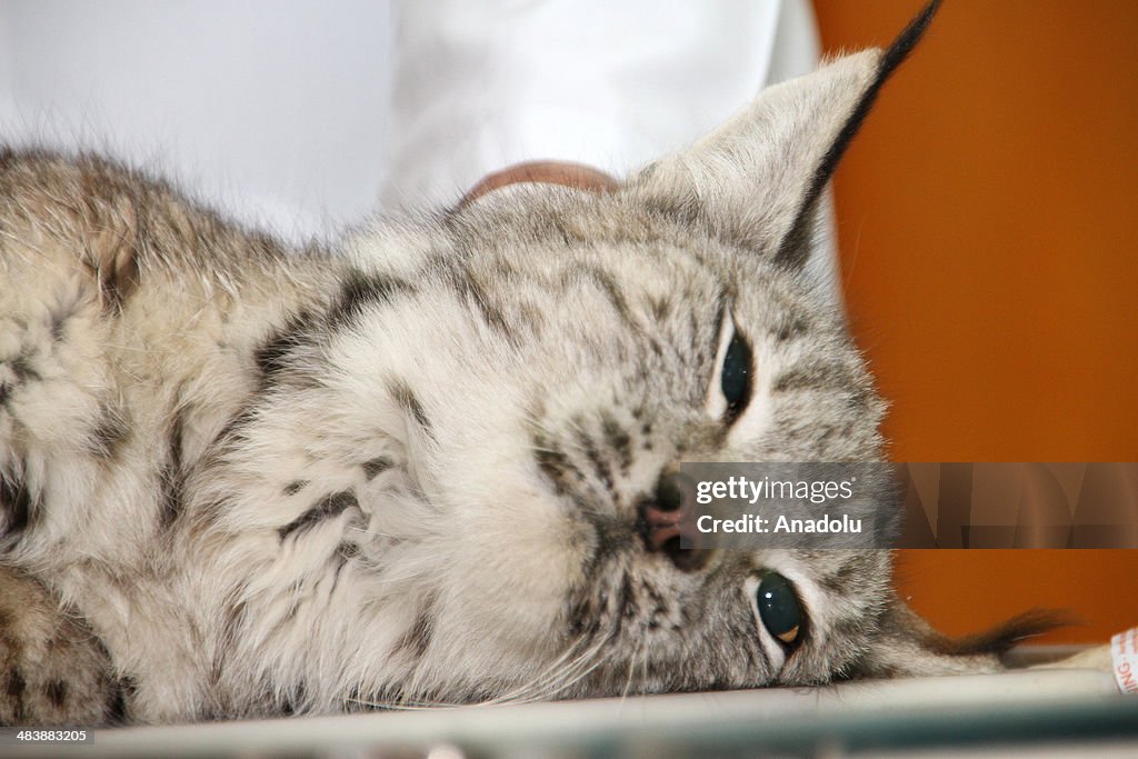 Wounded lynx found in Turkey