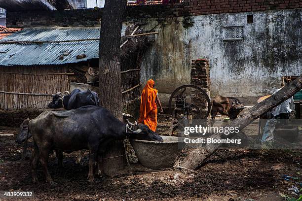 Villagers tend to cows in the village of Dharnai in Jehanabad, Bihar, India, on Thursday, July 9, 2015. While Prime Minister Narendra Modi's ambition...