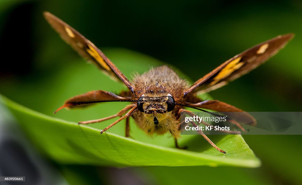 Splendid Ochre Moth