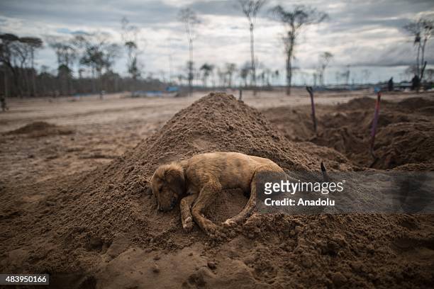Dog sleeps on the ground as hundreds of oolice officers attend an operation in illegal gold mining area of La Pampa, in Madre de Dios, southern...