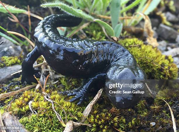 Black alpine salamander walks across moss on a hillside leading to the Falzthurntal valley on August 10, 2015 near Pertisau, Austria. The Karwendel...