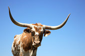 Longhorn Cow or Bull