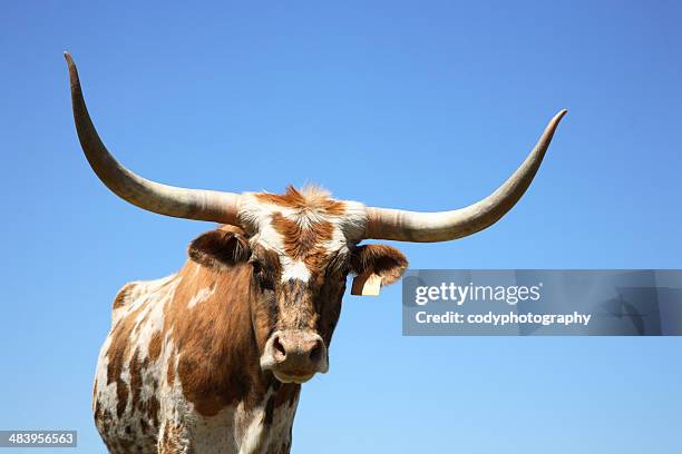 longhorn cow or bull - texas longhorns 個照片及圖片檔