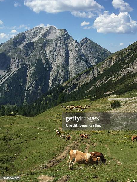 Cows graze on an alpine meadow in the Karwendel mountain range on August 9, 2015 near Eng Alm, Austria. The Karwendel mountain range, part of the...