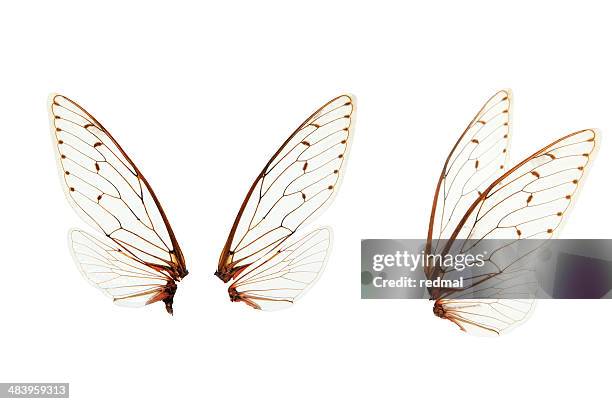 wings - fairy stock pictures, royalty-free photos & images