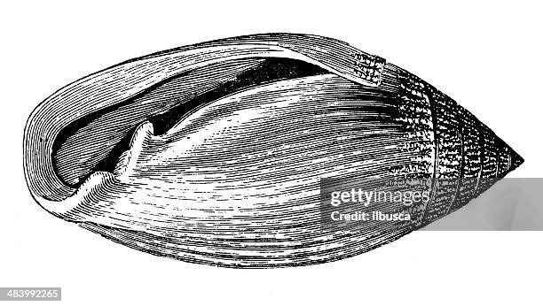 antique illustration of stomatella auricula (false ear shell) - painted seashell stock illustrations
