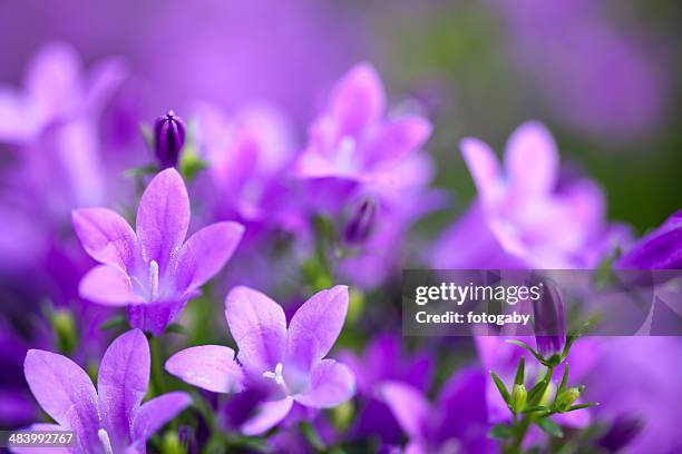3 197点のカンパニュラのストックフォト Getty Images 3 197点のカンパニュラのストックフォト Getty Images