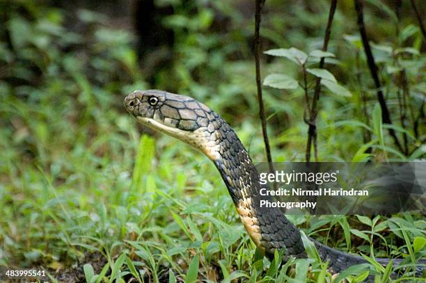 the king cobra - cobra reale foto e immagini stock