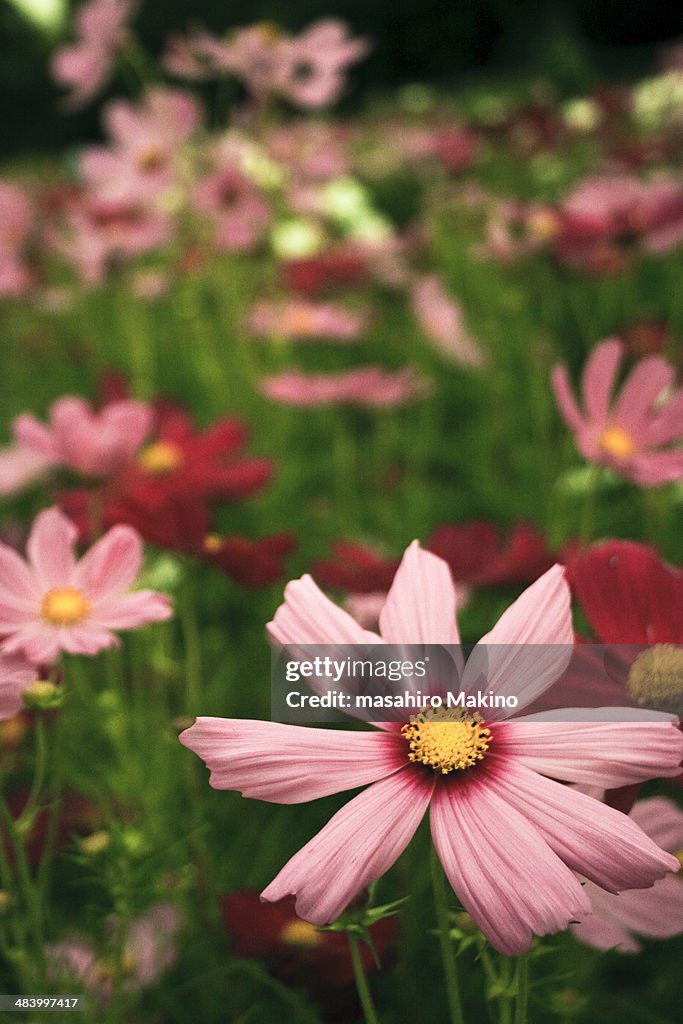 Cosmos Flowers