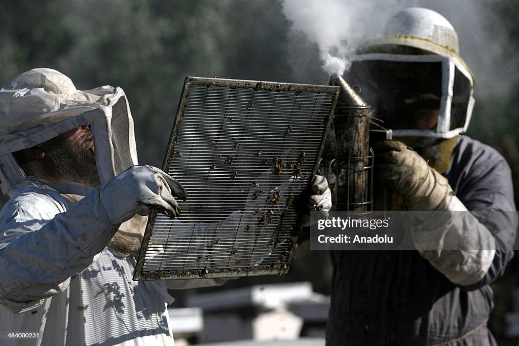 Beekeeping in Gaza