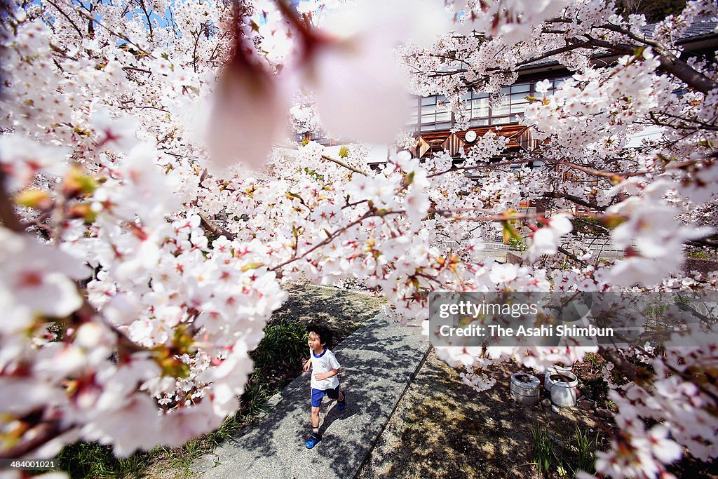 People Enjoy Cherry Blossoms In Japan