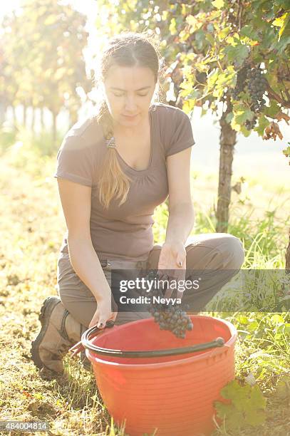 Young Woman Picking Red Grapes